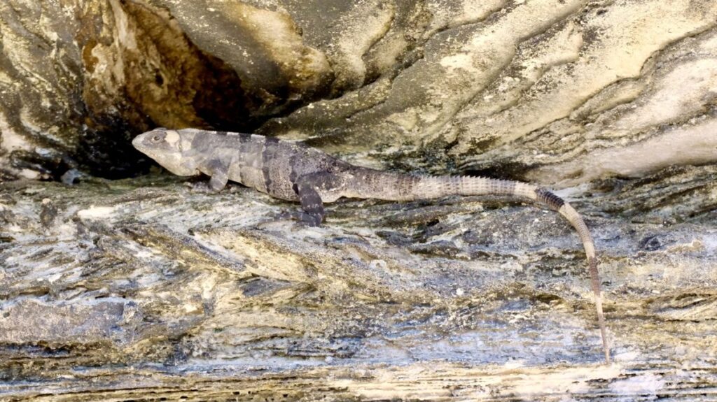 Riesige Echsen sonnen sich am Karibik Strand Yucatan