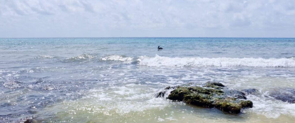 Pelikan in türkisblauem Karibik Meer Yucatan