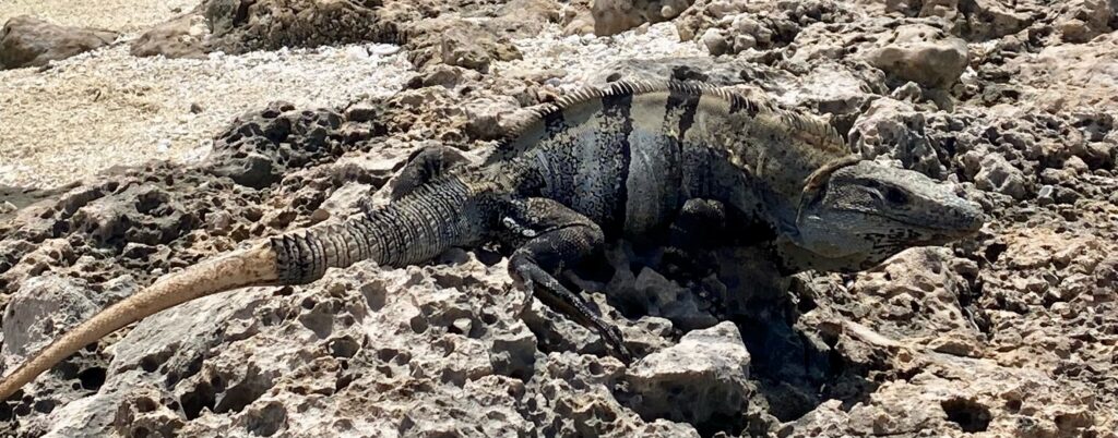 Mehr als 80 com lange Iguanas Am Strand bei PDC Richtung Tulum