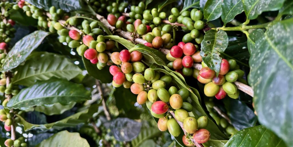 Kaffeestrauch mit Bohnen kurz vor der Ernte