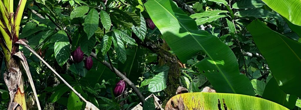 Reife Kakaofrucht im Dschungel - Bocas del Toro