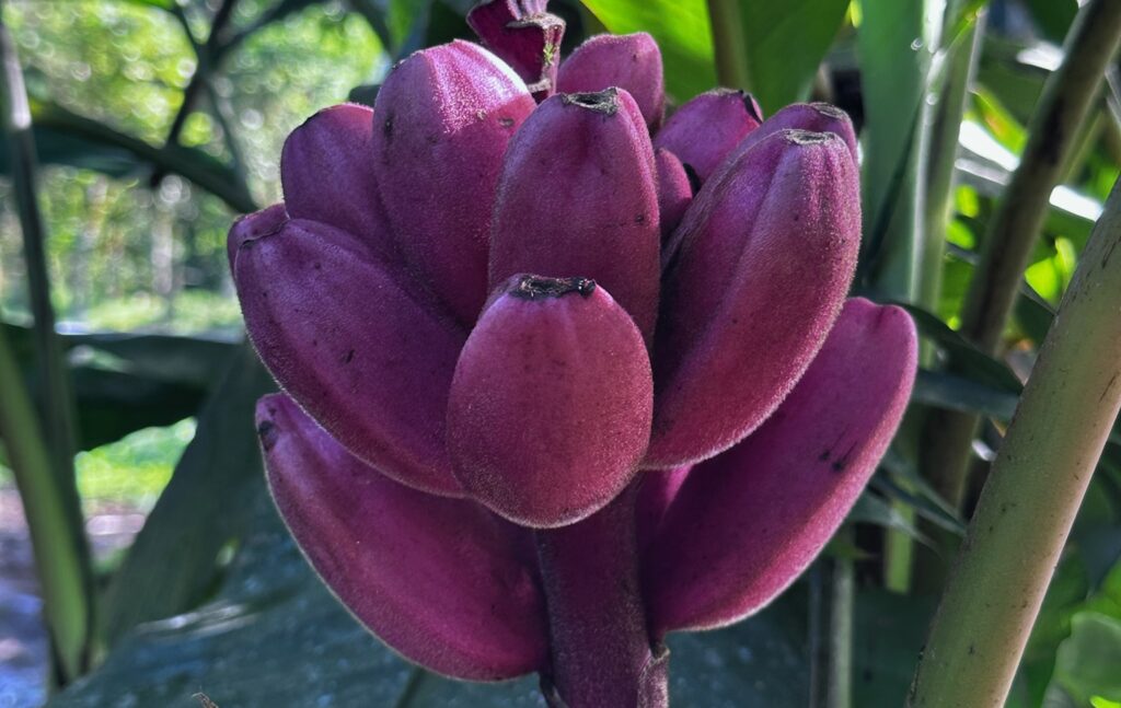 Die Urbanane stammt aus Afrika und öffnet sich, wie eine Blüte von selbst