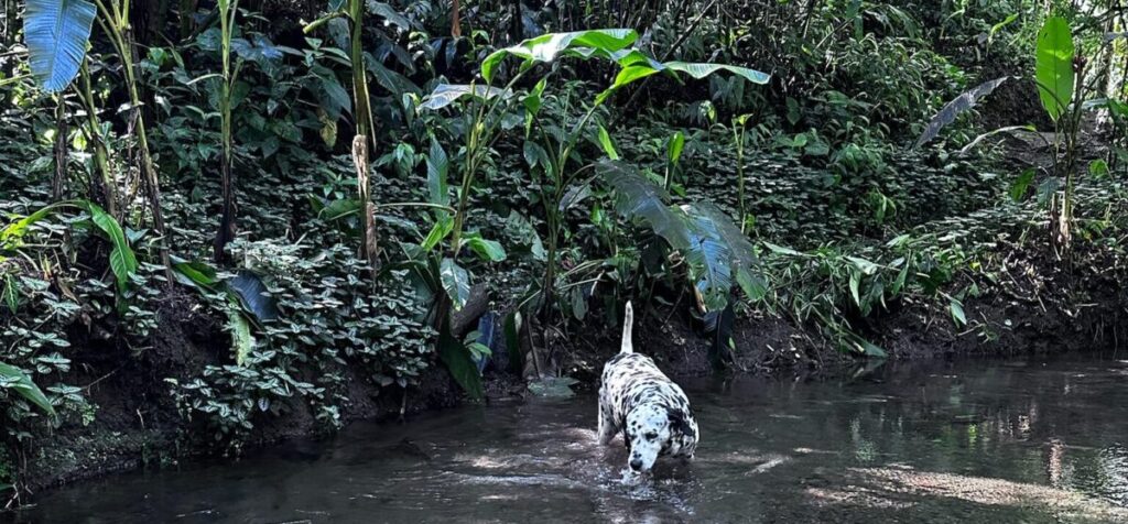 Dschungelgarten mit Hund und Bach