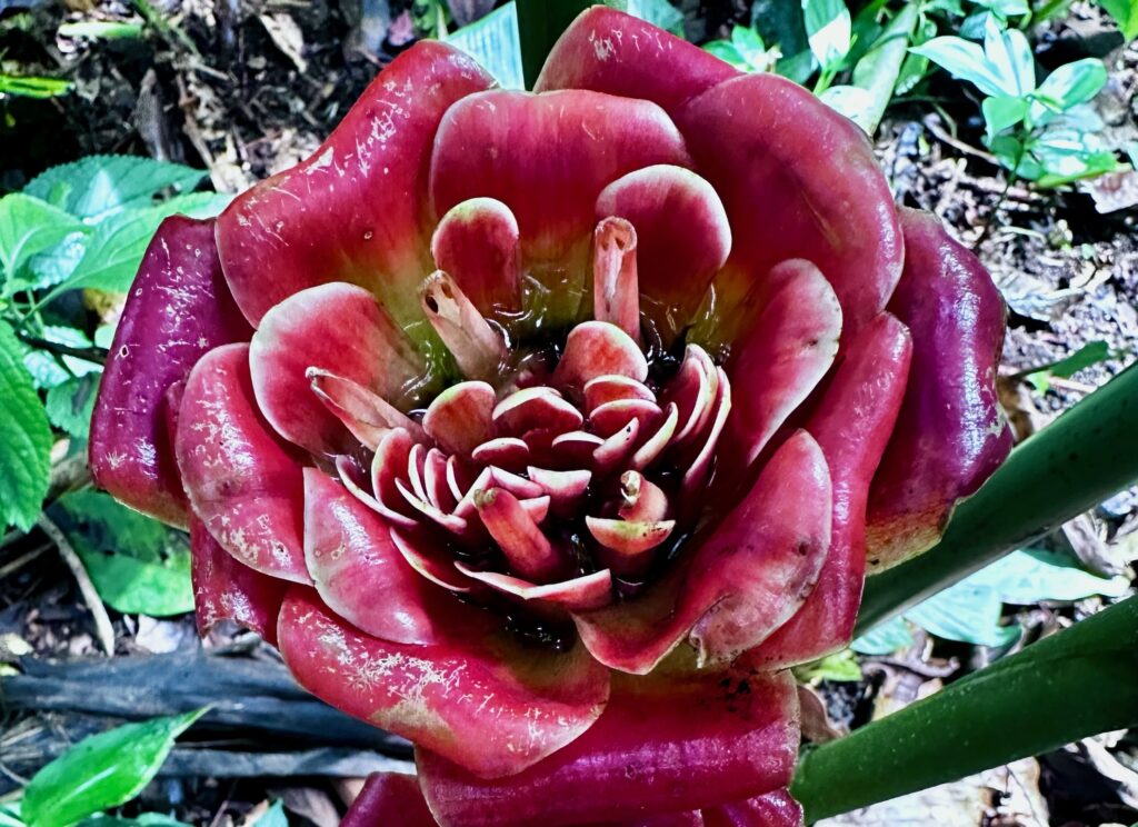 Exotische Ingwer Art in Sitio Barriles