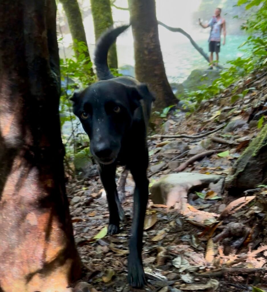 Hund hilft uns beim Finden des Wasserfalls im Dschungel