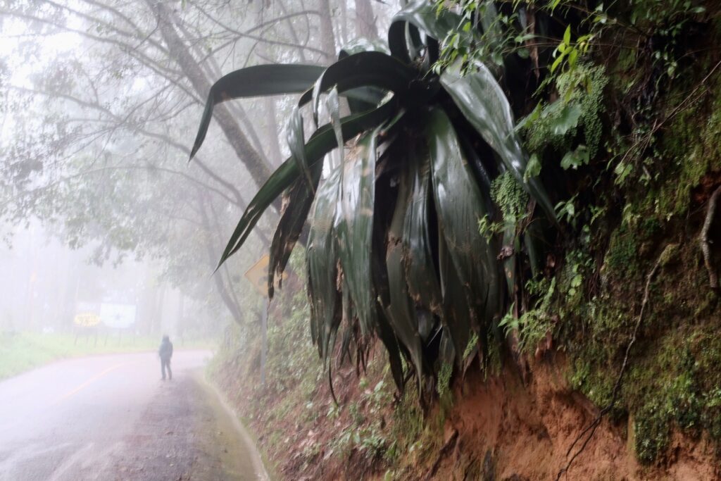 Nebelwald mit riesiger Agave bei San José del Pacifico, Oaxaca, Mexico Nebelwald mit riesiger Agave bei San José del Pacifico, Oaxaca, Mexico