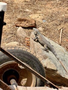 Fast 1m langer Leguan