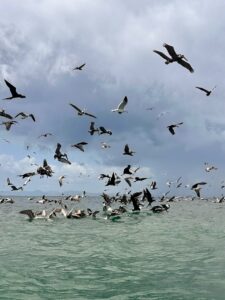 Pelikane und Möven jagen gemeinsam, Pazifik Panama