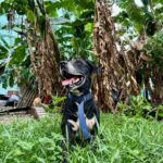 Chombo - der Hund der Nachbarn