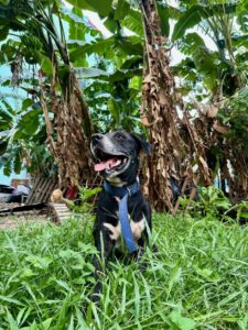 Chombo - der Hund der Nachbarn