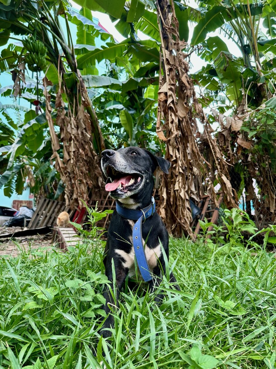 Chombo - der Hund der Nachbarn