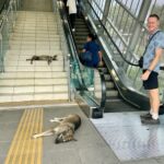 Straßenhunde am Metro Eingang Cinquentenario