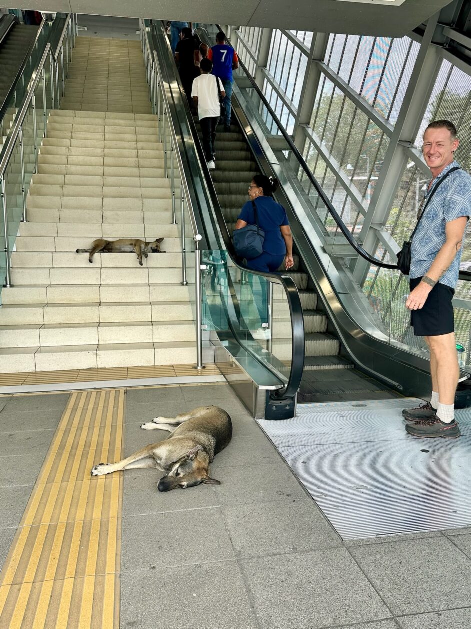 Straßenhunde am Metro Eingang Cinquentenario