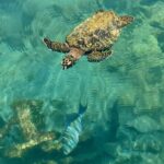 Schildkröte und bunte Fische im San Blas Archipel