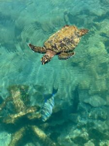 Schildkröte und bunte Fische im San Blas Archipel