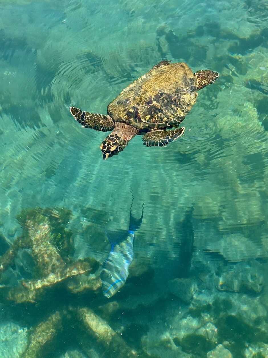 Schildkröte und bunte Fische im San Blas Archipel