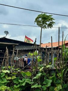 Traditioneller Garten auf San Blas