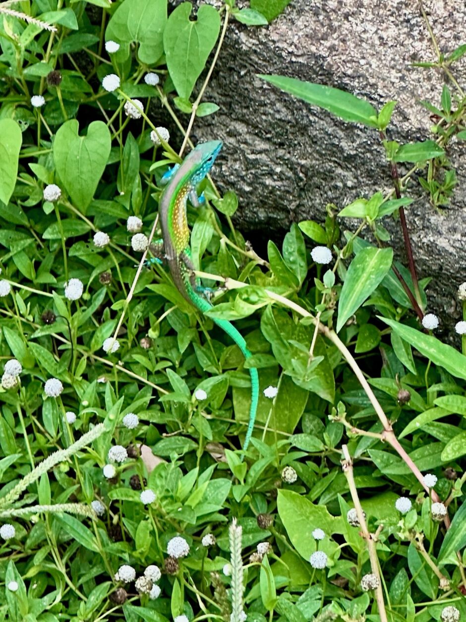 Iguana im Tayrona Nationalpark, Kolumbien