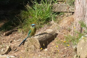 Baranquero - kunterbunter Vogel