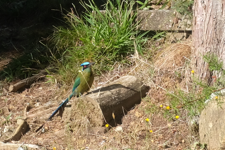 Baranquero - kunterbunter Vogel