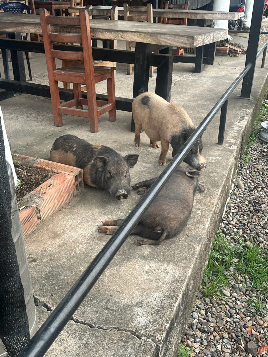 Schweine machen Pause an der Raststätte