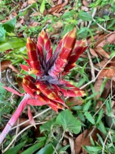 Bromelienblüte