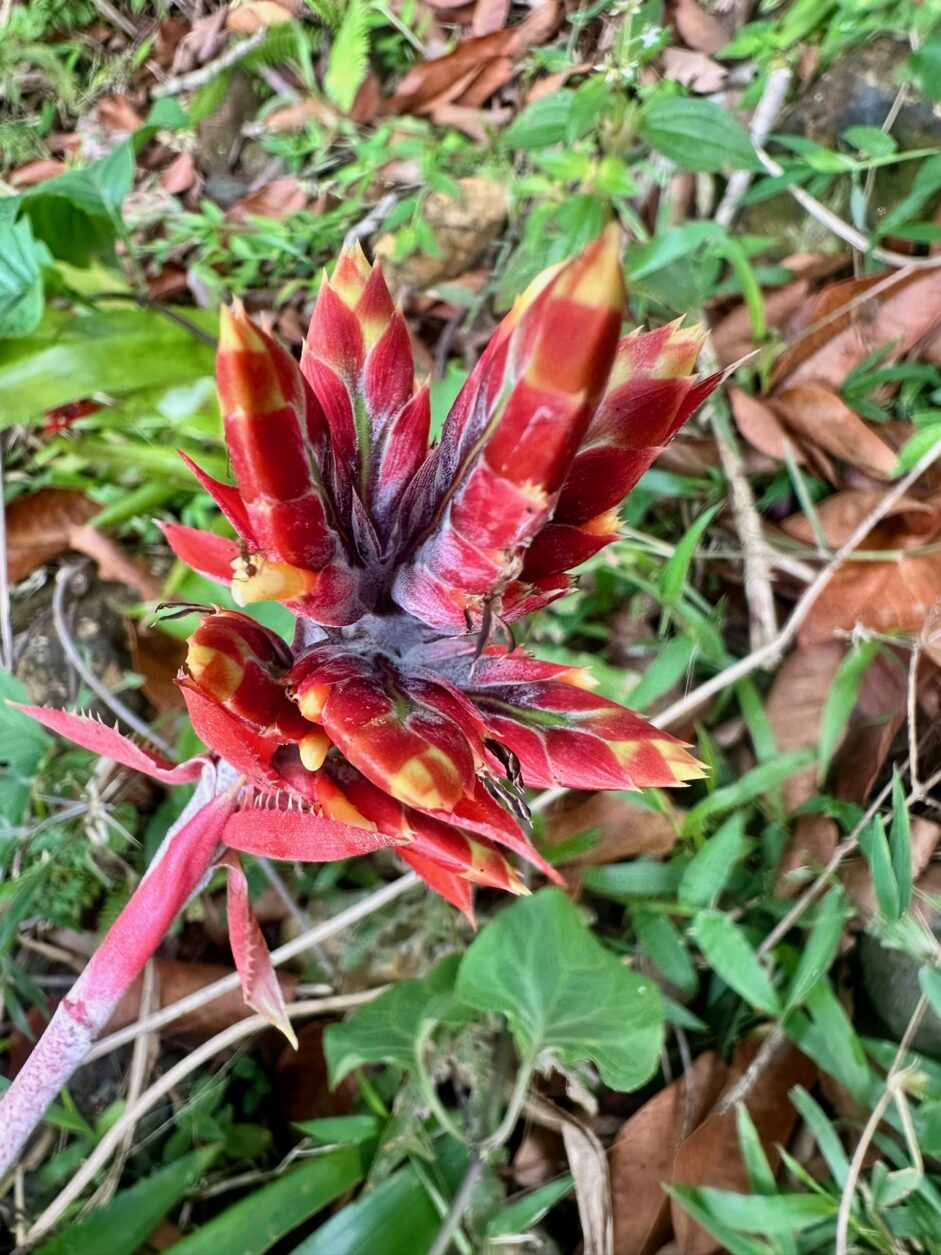 Bromelienblüte