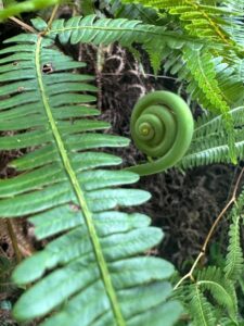 Farnspirale