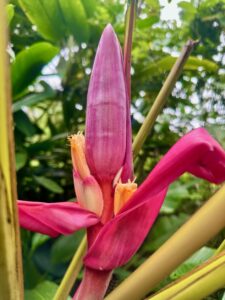 Bananenblüte