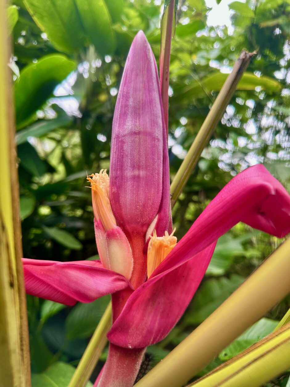Bananenblüte