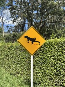 Wildwechsel auf Kolumbianisch