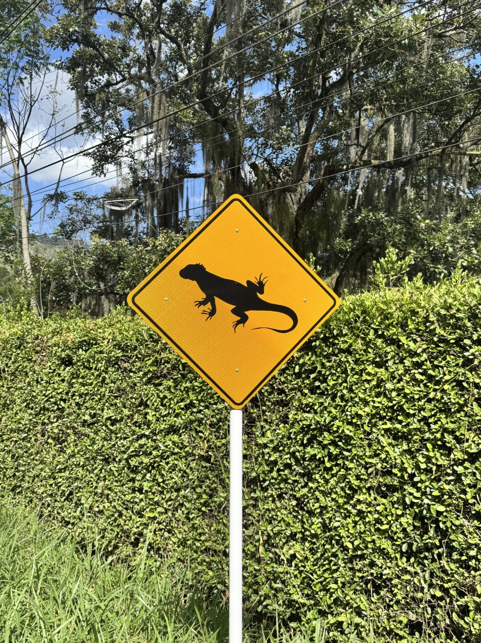 Wildwechsel auf Kolumbianisch