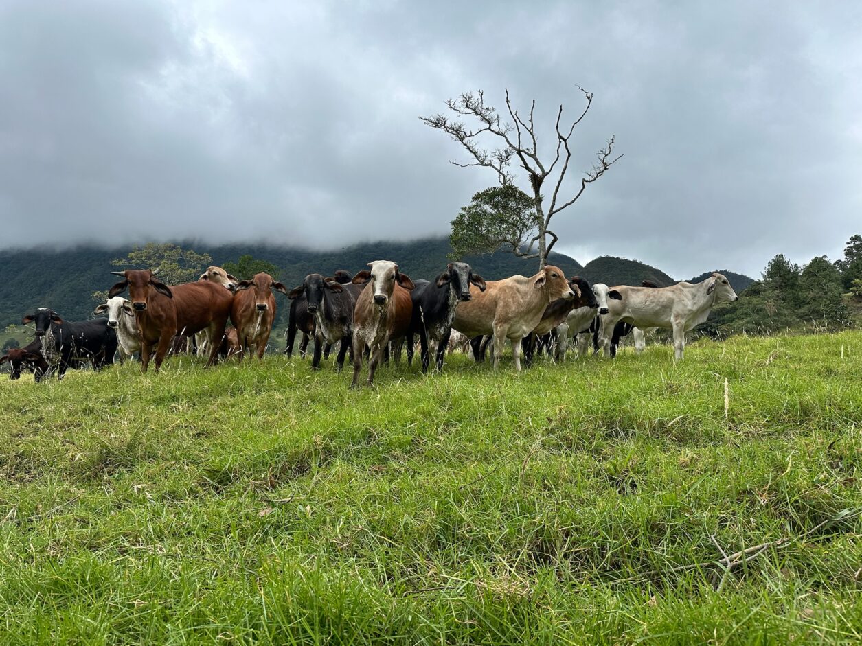 Wanderung - Vereda la Hondura, El Rosal, Cundinamarca