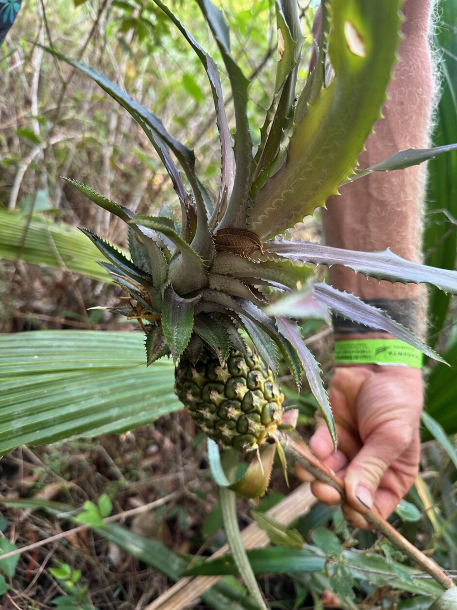 Wilde Ananas