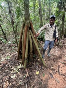 Unser Guide Christopher von den Tucano Indigena an einer „wandernden Palme“
