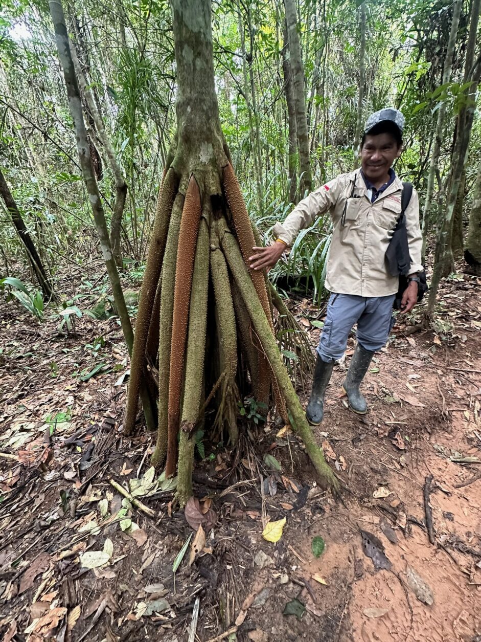 Unser Guide Christopher von den Tucano Indigena an einer „wandernden Palme“