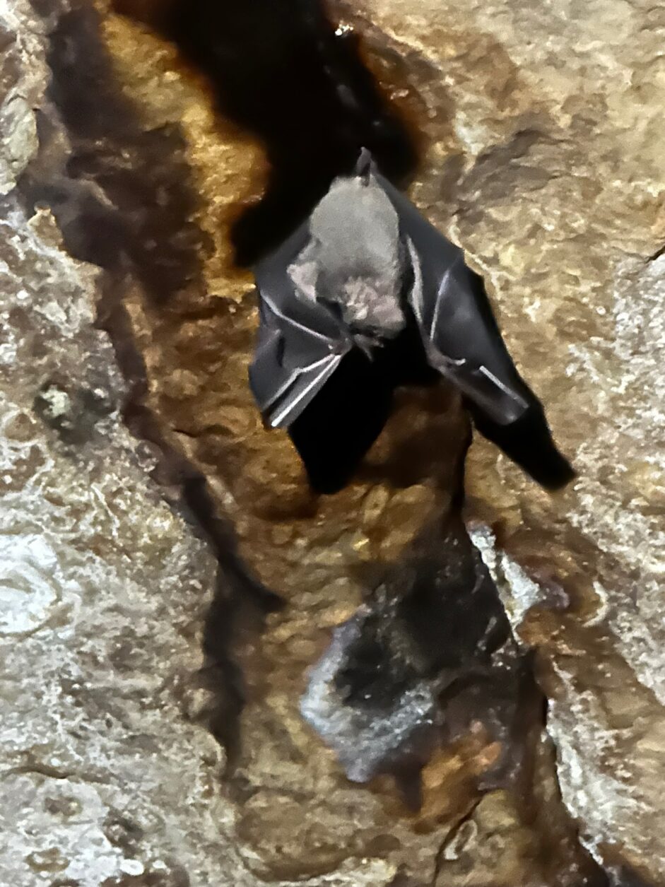 Fledermaus im Nationalpark Serranía de La Lindosa