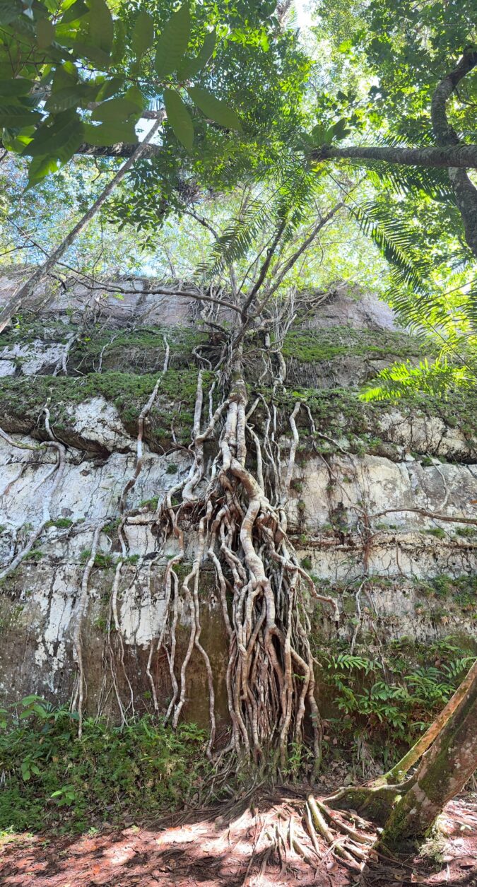 Baum wächst auf Felsen - bei Puerta de Orión - San José del Guaviare