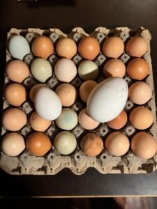Huevos Criollos - Eier von freilaufenden Hühnern und 2 geschenkte Eier von Gans und Ente
