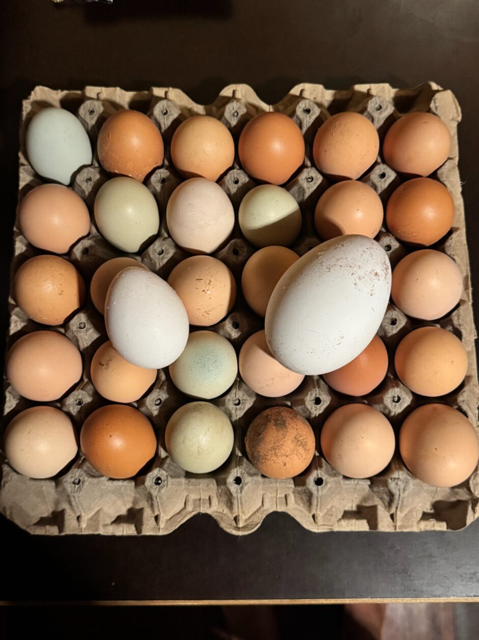 Huevos Criollos - Eier von freilaufenden Hühnern und 2 geschenkte Eier von Gans und Ente
